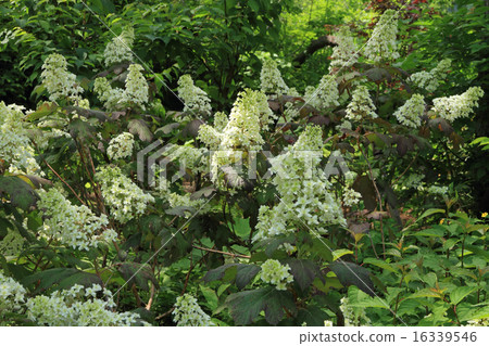 Kashiwaba hydrangea Kashiwaba hydrangea 16339546