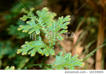 Norikura Kurama馬苔·Conchitrikuramagoke 16339994