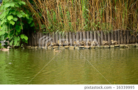 並排排隊。胡胡是。 Kalgamo·Kagami父母的孩子 16339995