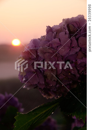 Ascending sun and shining hydrangea Ascending sun and shining hydrangea 16339998