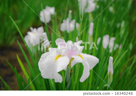 六月花Hanashaubu·Iridaceae 309 Fukiage Sho Park Park 六月花Hanashaubu·Iridaceae 309 Fukiage Sho Park Park 16340248