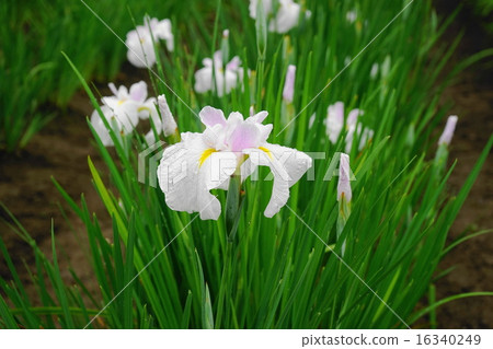 六月花Hanashaubu·Iryaceae 310 Fukiage Sho Park Park 六月花Hanashaubu·Iryaceae 310 Fukiage Sho Park Park 16340249