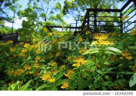 六月花豆鱔和otomonaceae 26 16340289