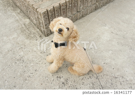 Walk with toy poodle 16341177
