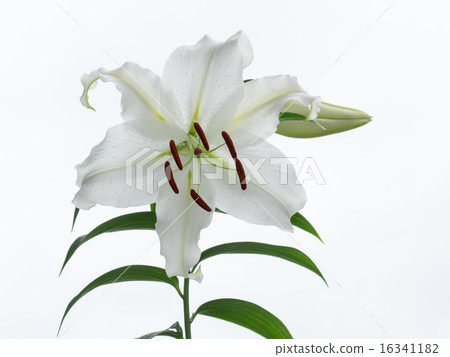 Beautiful Oriental Lily Beautiful Oriental Lily 16341182