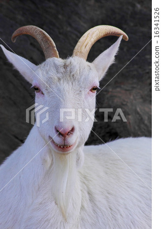 A smiling goat 16341526