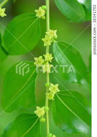 棗花 棗花 16341702