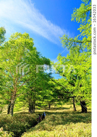 Hiker and fresh green headed towards Chikaishiyama 16342033