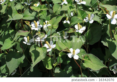 Houttuynia cordata flower 16342070