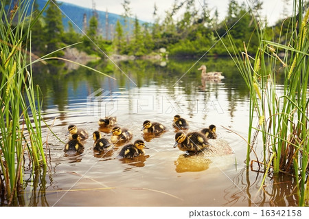 Ducklings 16342158