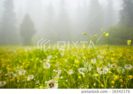 Mountain meadow 16342178