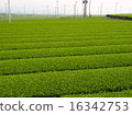 茶園 16342753