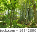  竹林 16342890