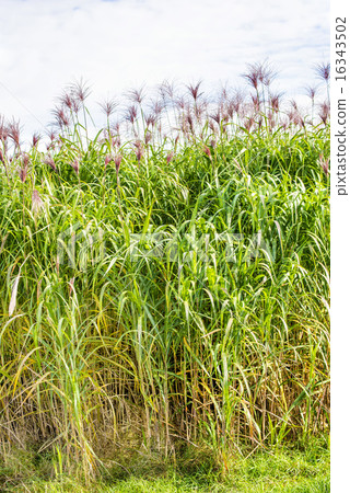switch grass 16343502