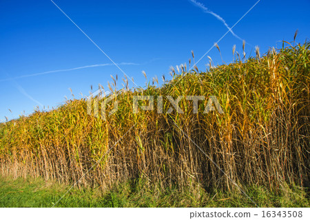 switch grass in autumn switch grass in autumn 16343508