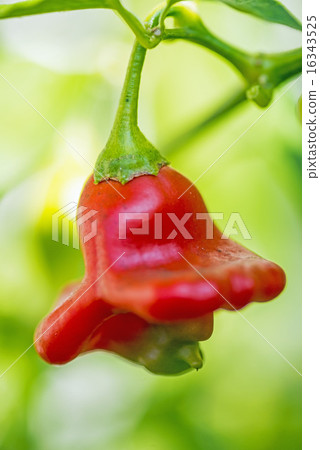 chili bishops crown chili bishops crown 16343525