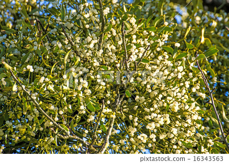 mistletoe berries mistletoe berries 16343563