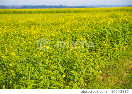 mustard field 16343585