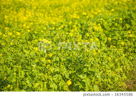 mustard field mustard field 16343586