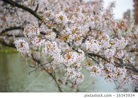 Cherry blossoms in a tree in spring 16343934