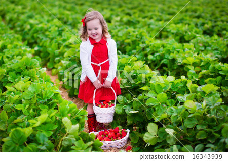 Little girl picking strawberry on a farm field Little girl picking strawberry on a farm field 16343939