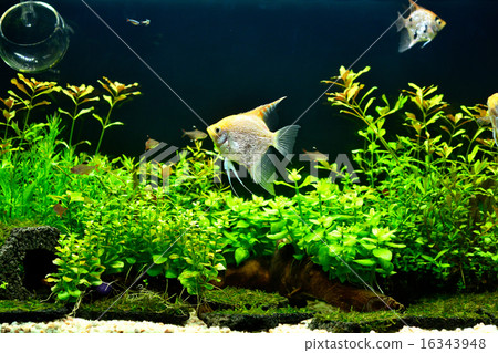 Angelfish Angelfish 16343948