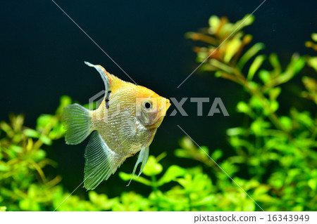 Angelfish Angelfish 16343949