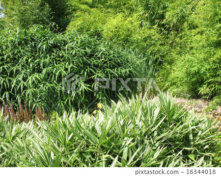Bamboo collection in Botanical Garden in Prague Bamboo collection in Botanical Garden in Prague 16344018