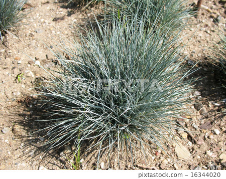 Blue-gray fescue, Festuca cinerea Blue-gray fescue, Festuca cinerea 16344020