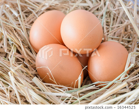 Fresh chicken eggs  16344525
