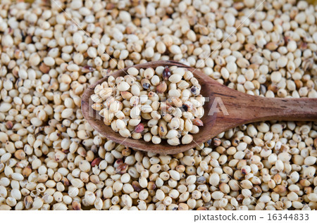 millet grains 16344833