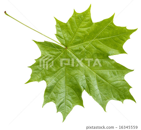 rear side of fresh green maple leaf isolated rear side of fresh green maple leaf isolated 16345559