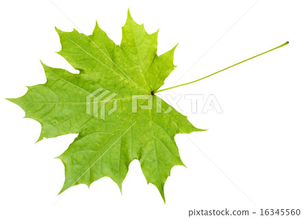 rear side of natural green maple leaf isolated rear side of natural green maple leaf isolated 16345560