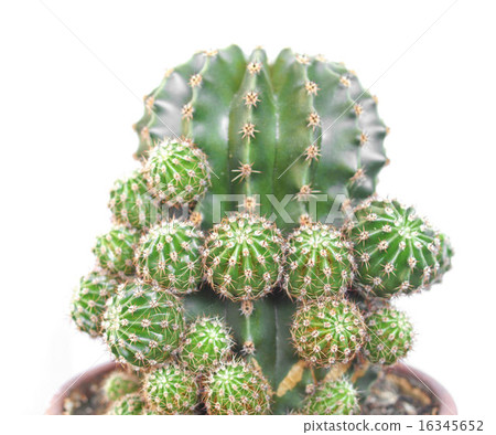 Cactus picture Cactus picture 16345652