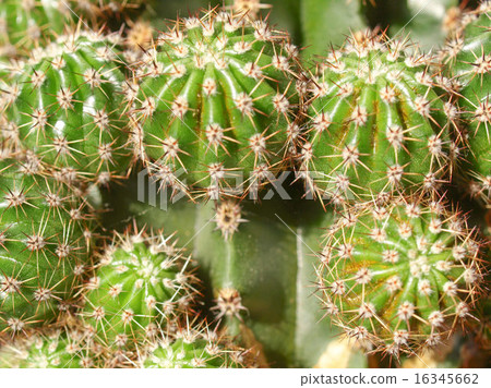 Cactus picture Cactus picture 16345662