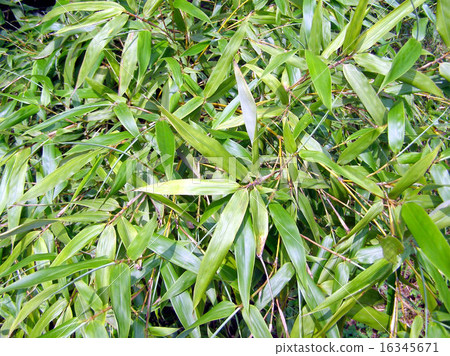 Bamboo Bamboo 16345671