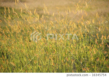 Cat grass clusters 16345754