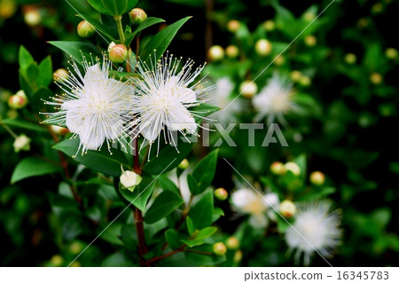 Herb flowers 16345783