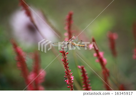 在高原的紅色蜻蜓 16345917