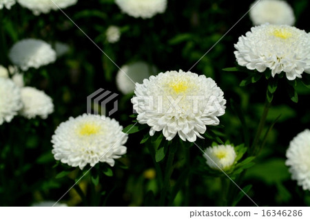 Astor Astor 16346286