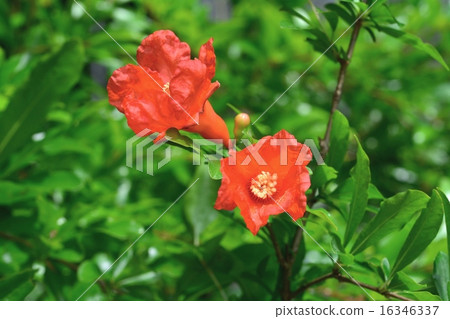 石榴花 石榴花 16346337