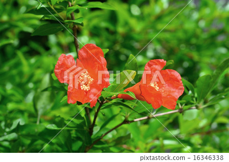 石榴花 石榴花 16346338