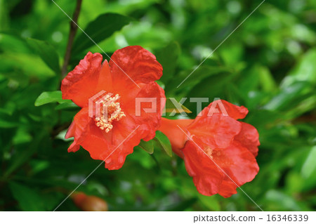 石榴花 石榴花 16346339