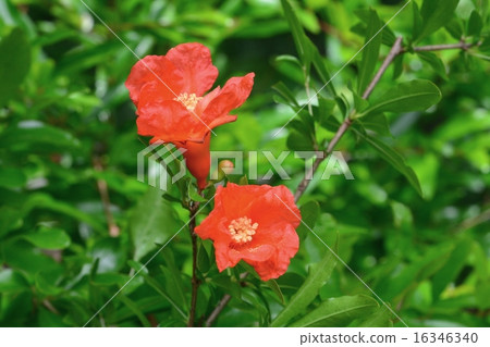 石榴花 石榴花 16346340