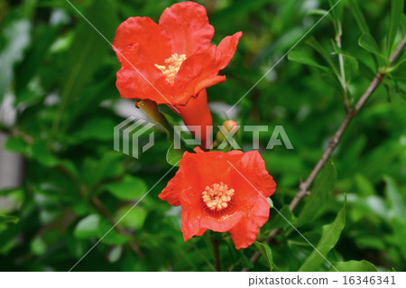 石榴花 石榴花 16346341