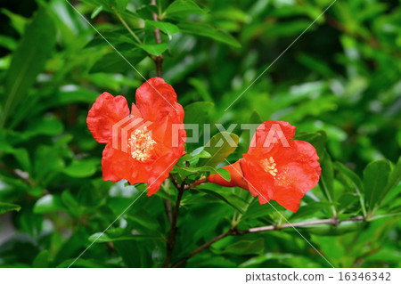 石榴花 石榴花 16346342