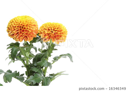 菊花 菊花 16346349