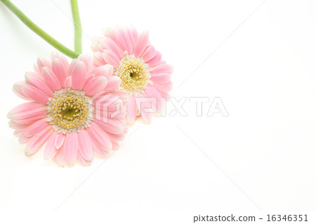 雛菊 雛菊 16346351