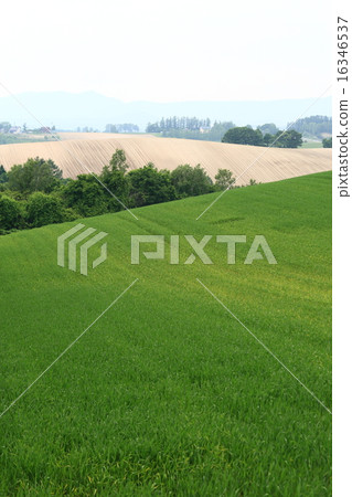 Biei Country Scenery Biei Country Scenery 16346537