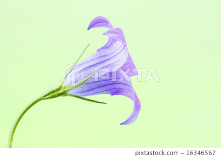 Bell flower Bell flower 16346567